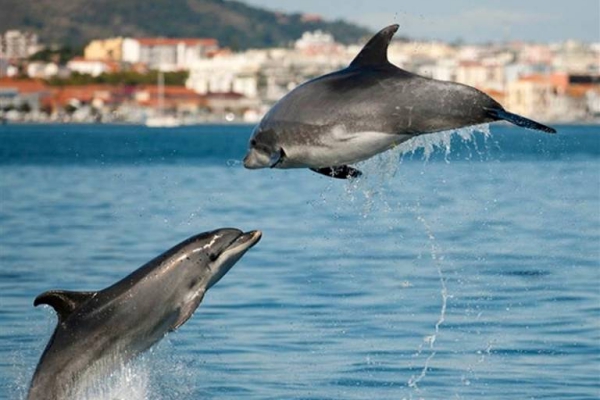 idées evjf lisbonne - voir des dauphins à lisbonne