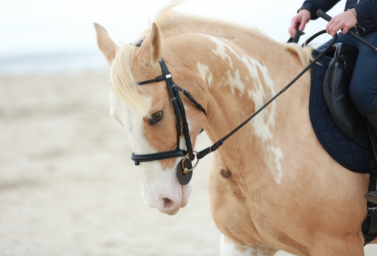 idées evjf milan - balade à cheval milan