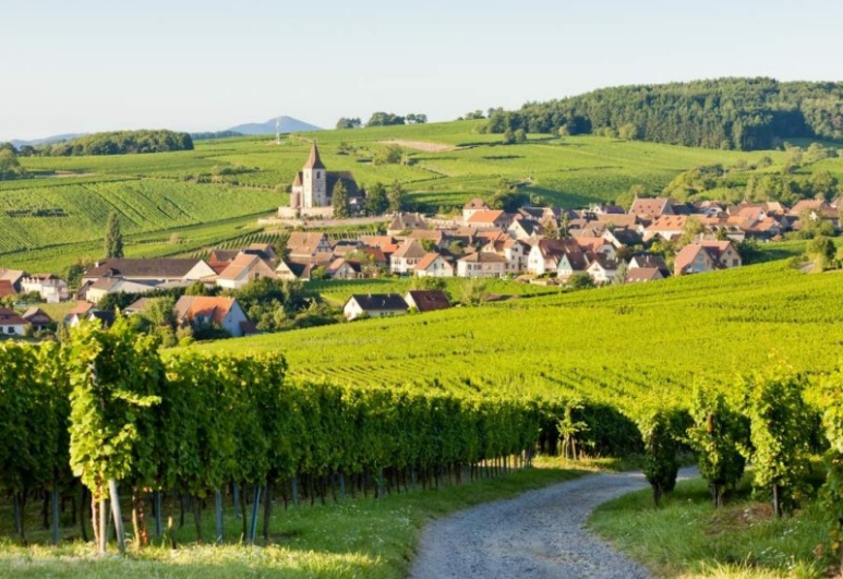 idées evjf strasbourg - visite des vignobles strasbourg