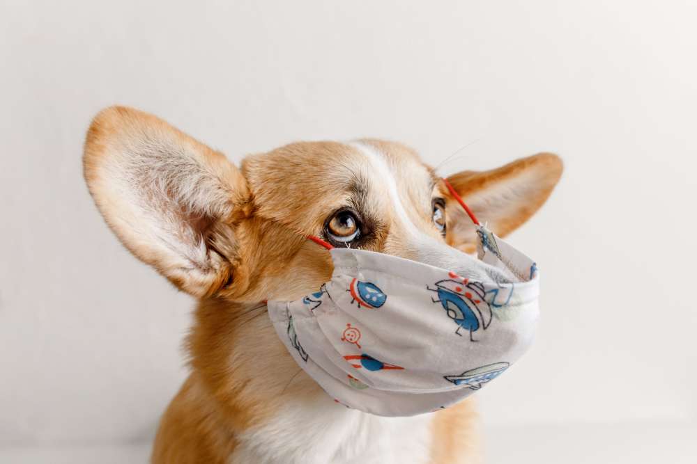 chien qui mord pendant une séance photo