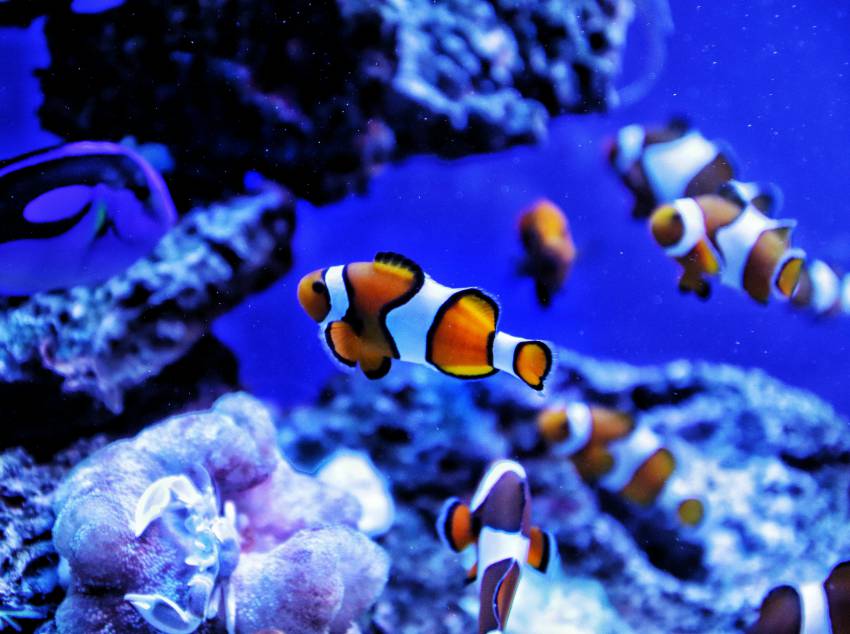 visiter un aquarium a montpellier pour un evjf